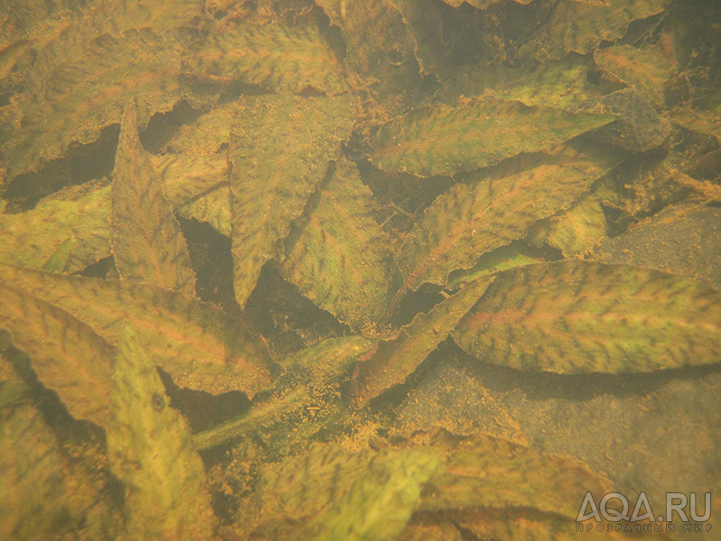 Cryptocoryne Nurii raubensis (Криптокорина Нури раубенсис) 