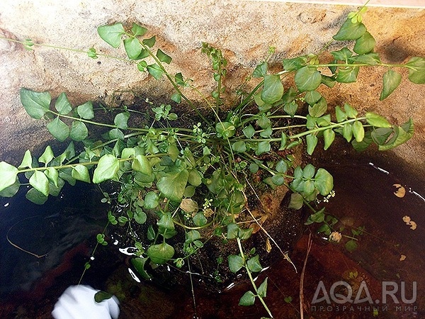 Cердечник (Cardamine sp.)