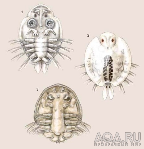 Argulus japonicus