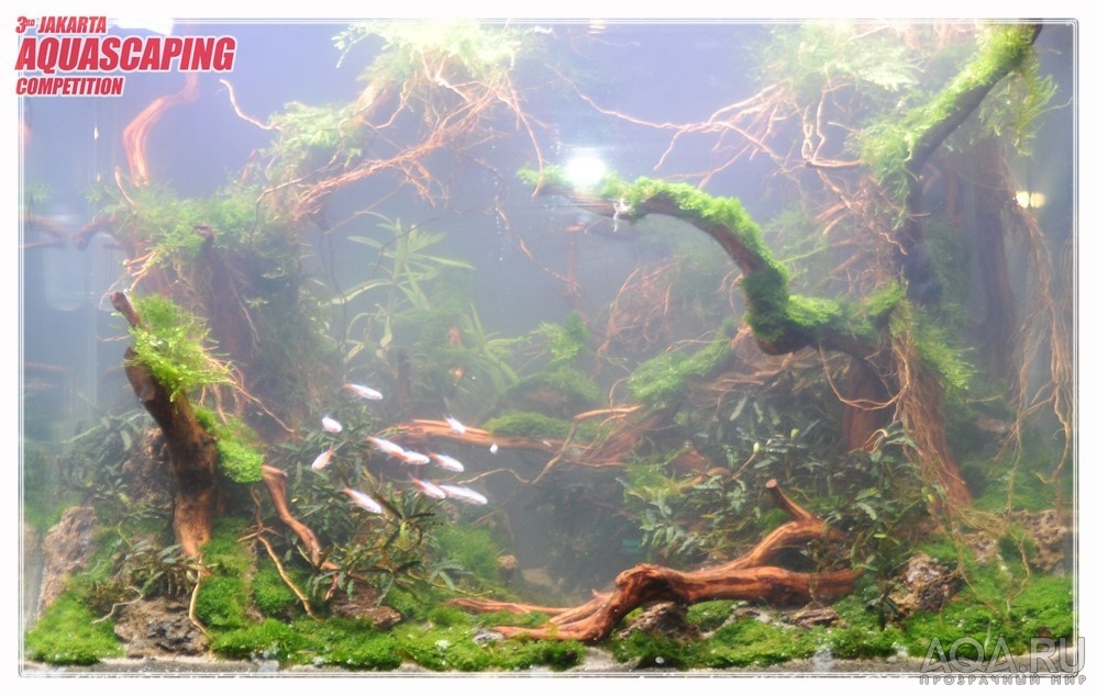 3rd Jakarta Aquascaping Competition