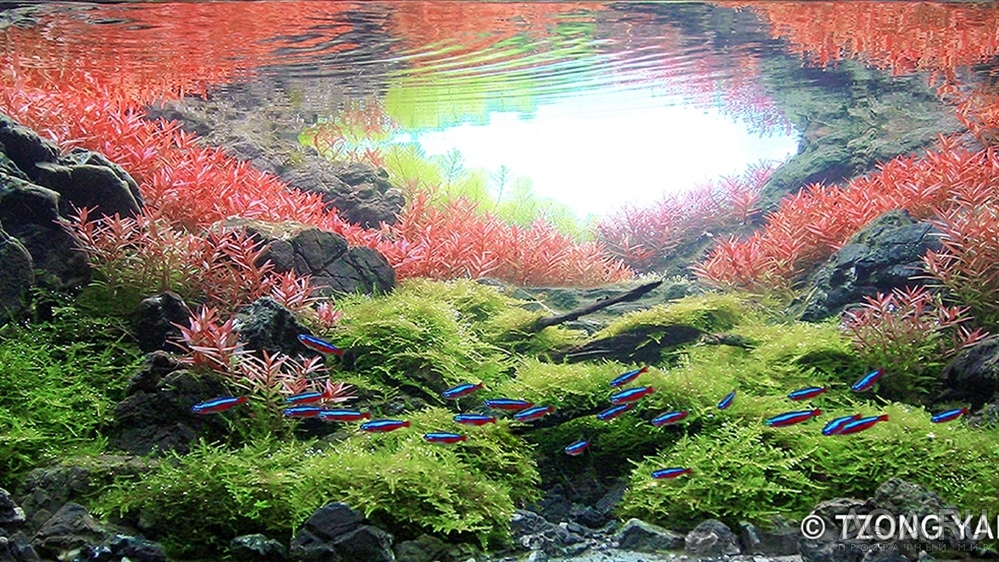 IIAC - ISTA International Aquascaping Contest 