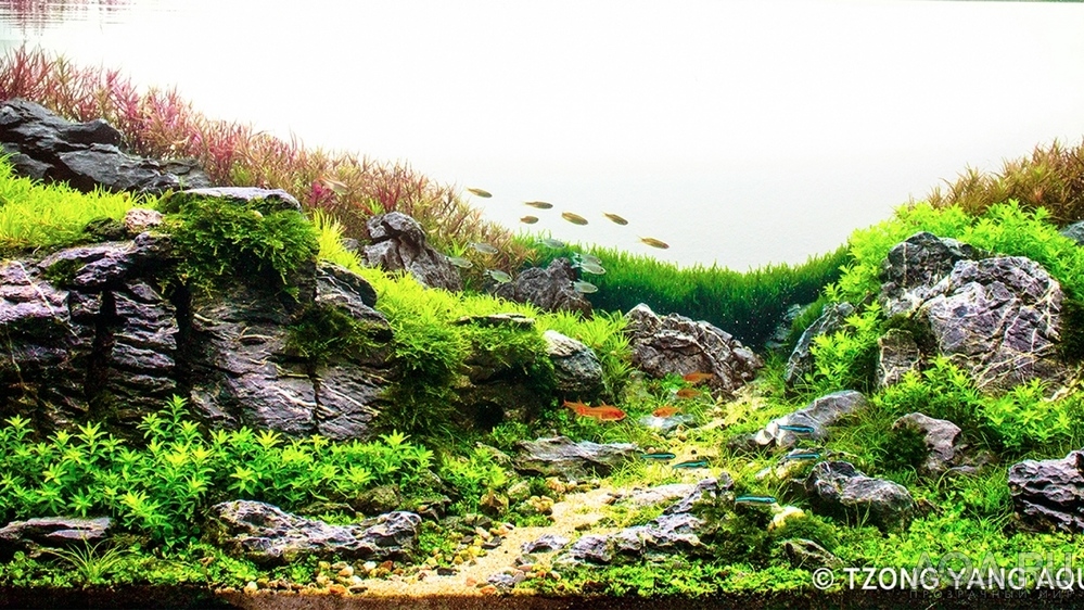 IIAC - ISTA International Aquascaping Contest 