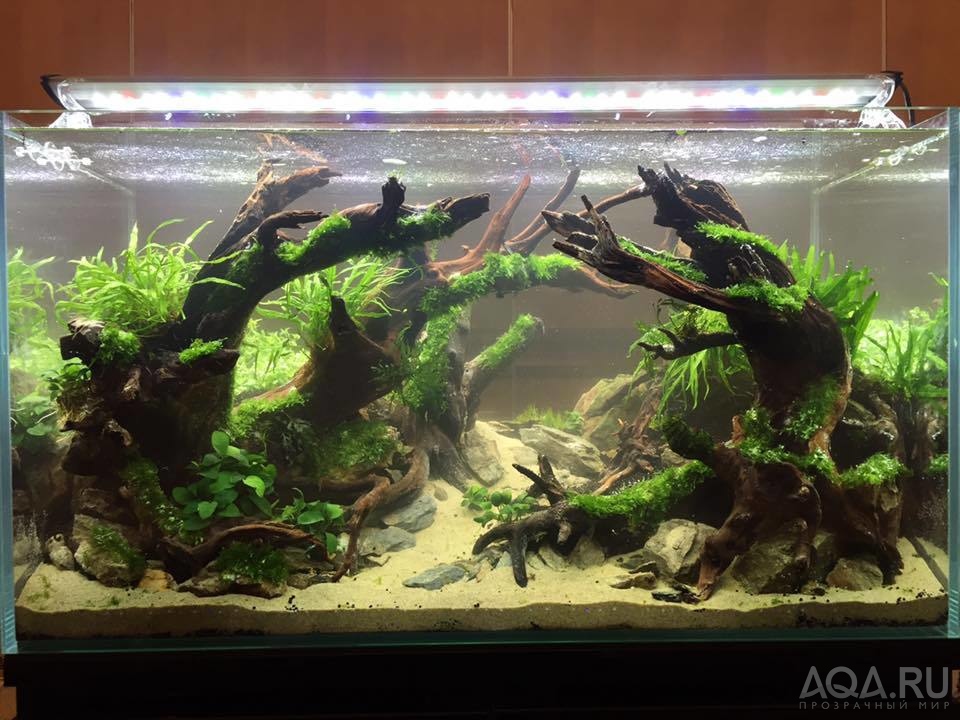 ISTA International Aquascaping Contest 