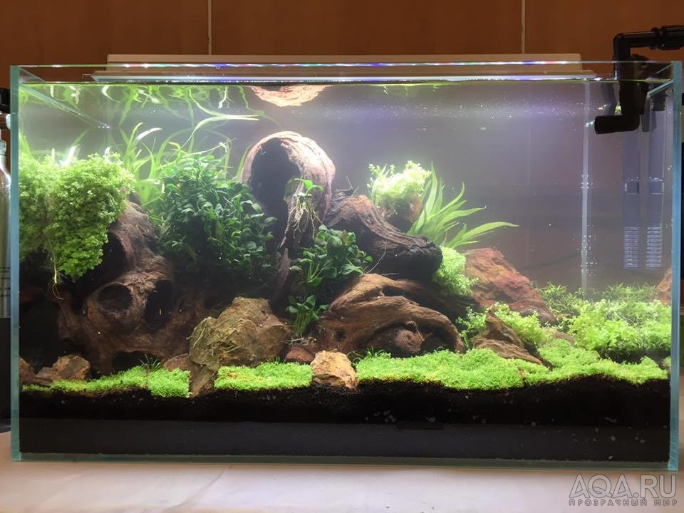 ISTA International Aquascaping Contest 