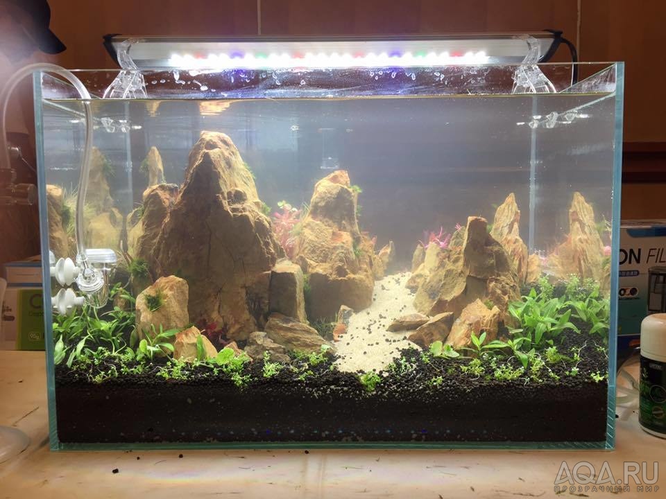 ISTA International Aquascaping Contest 