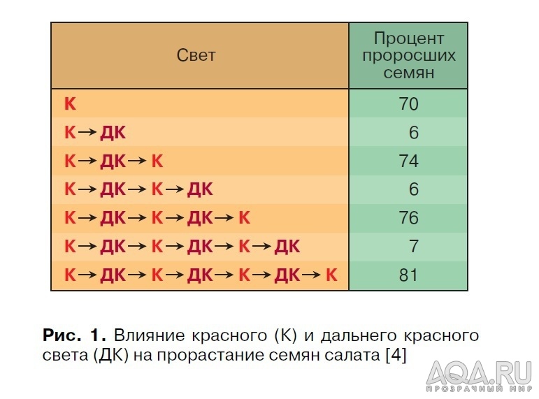 красная часть спектра 