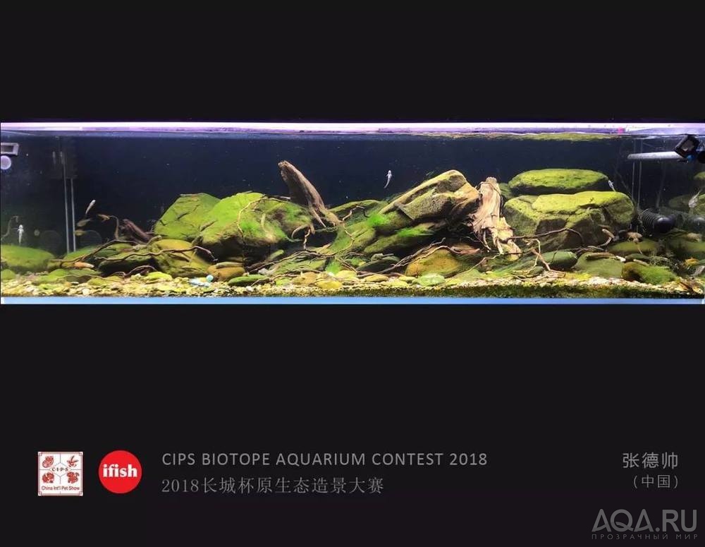  CIPS Biotope Aquarium Contest 2018: 