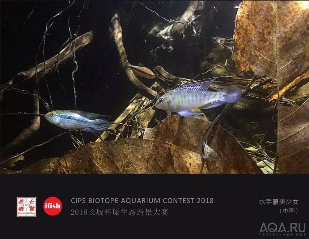  CIPS Biotope Aquarium Contest 2018: 