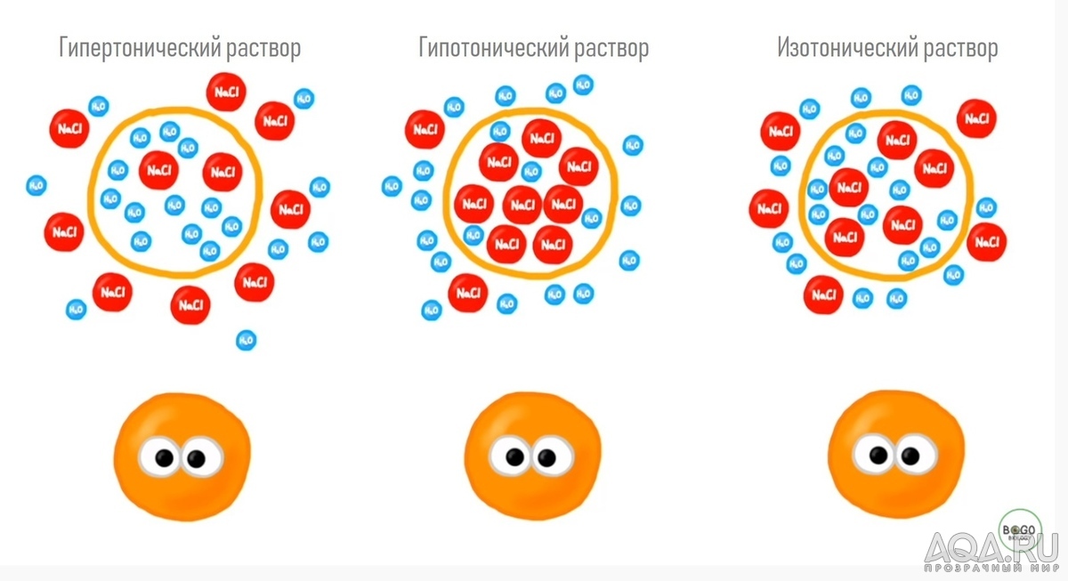 Зачем варить корягу в соли 