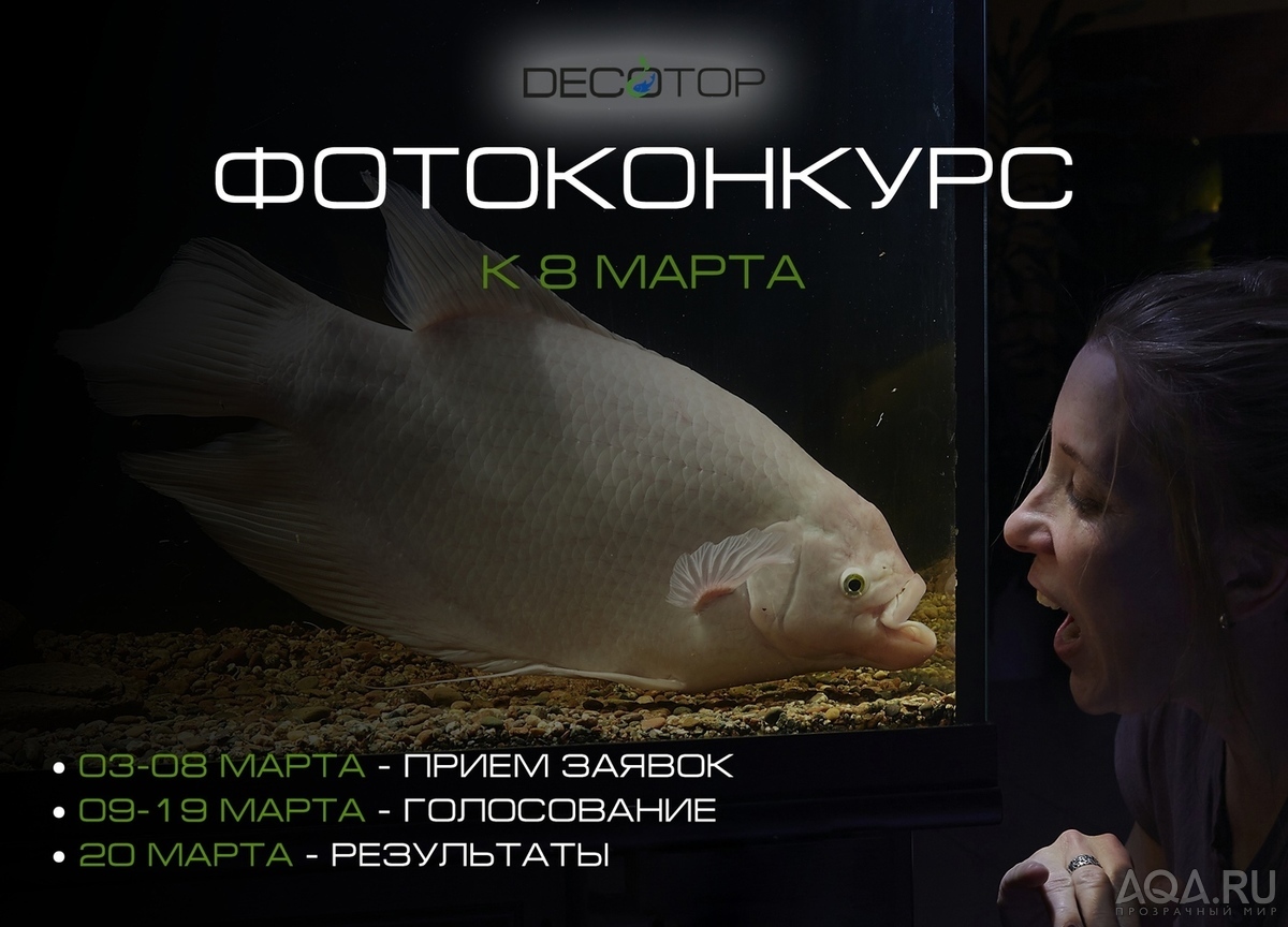 Decotop конкурс 8 Марта!