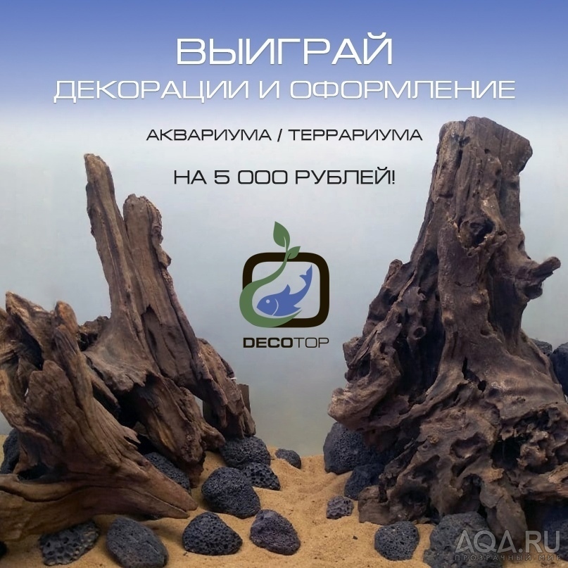 Decotop_Конкурс_Оформление