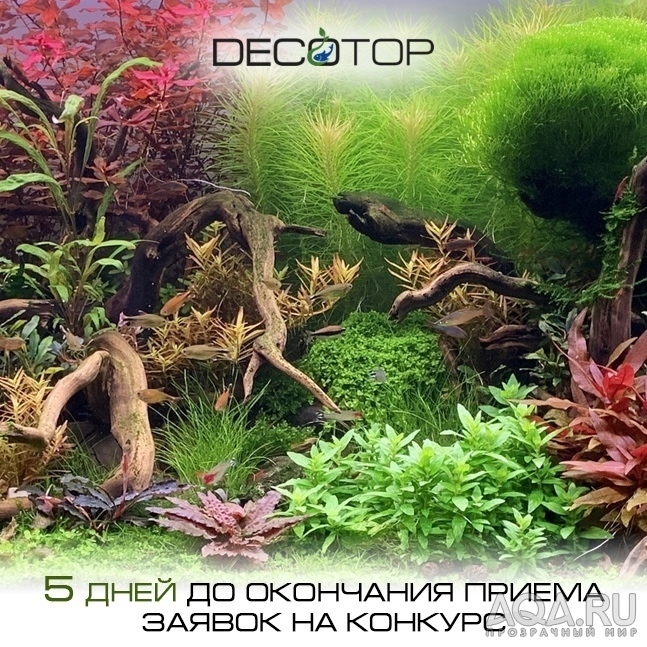 Decotop_КДА_2022