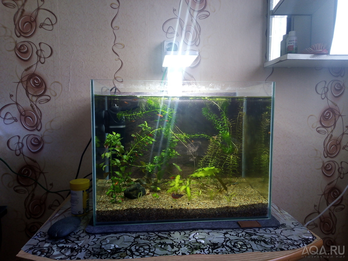 Моя планета BETTA