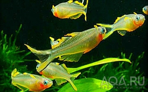 Pseudomugil furcatus/Попондета фурката 