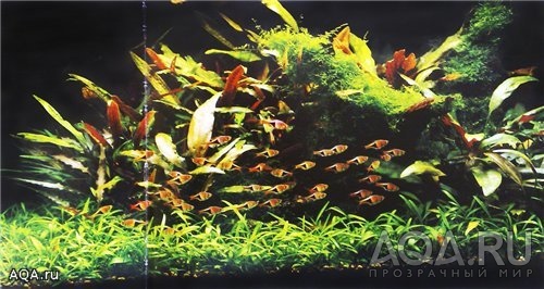 Cryptocoryne parva