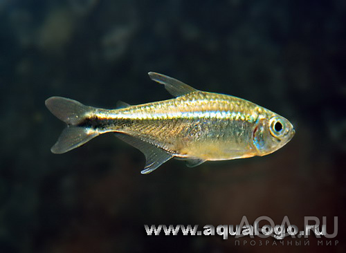 Hemigrammus armstrongi