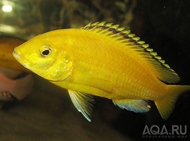 labidochromis