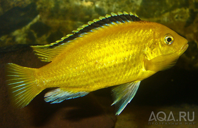 labidochromis