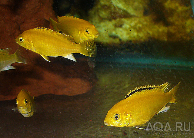 labidochromis