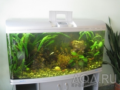 аквариум-эталон