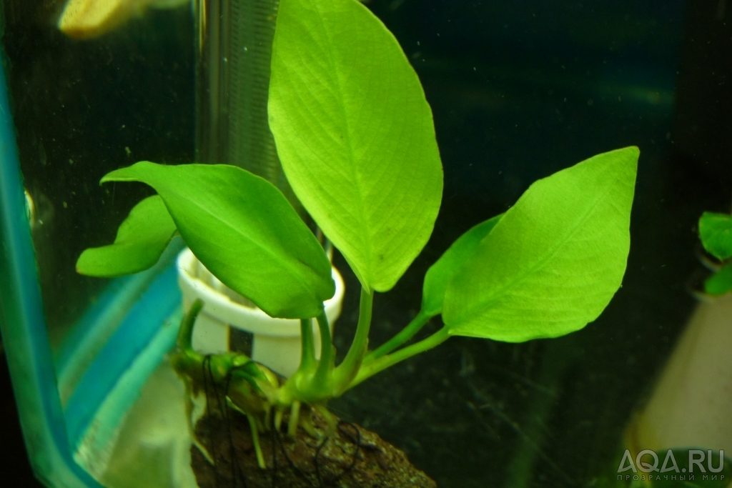 анубиас  Anubias barteri nana Golden (золотой)