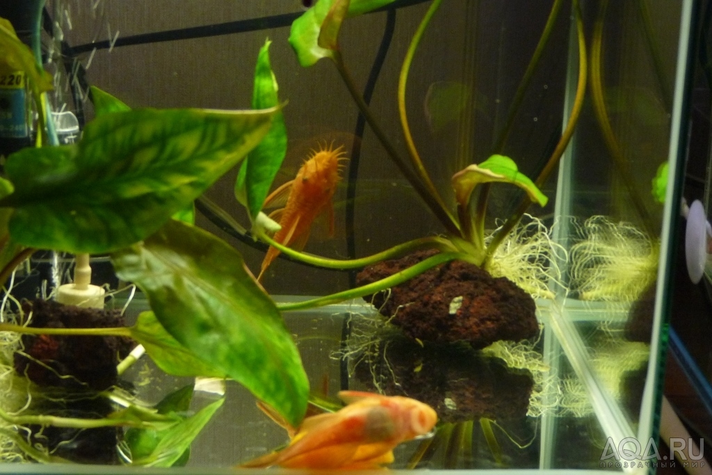 Ancistrus sp. Super red