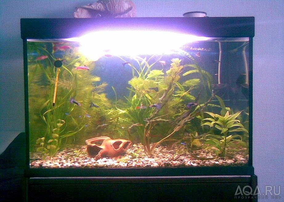 мой аквариум 2