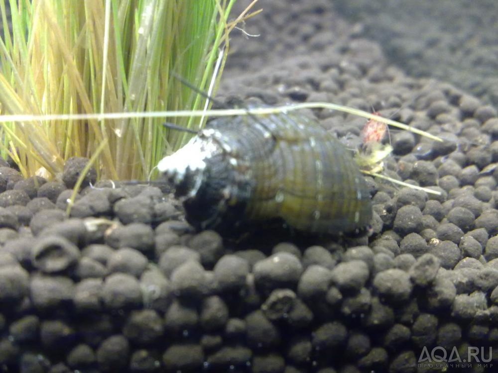 Neritina Hairy Snail