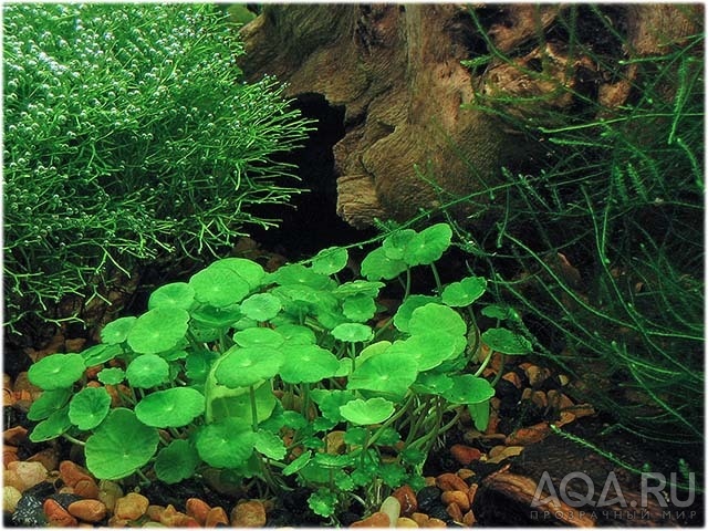 10 галлонов, Hydrocotyle verticillata