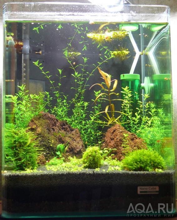 Nano cube 20L