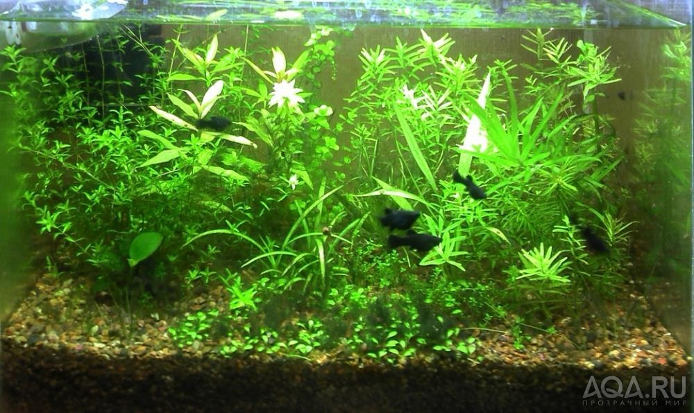 aquasmini