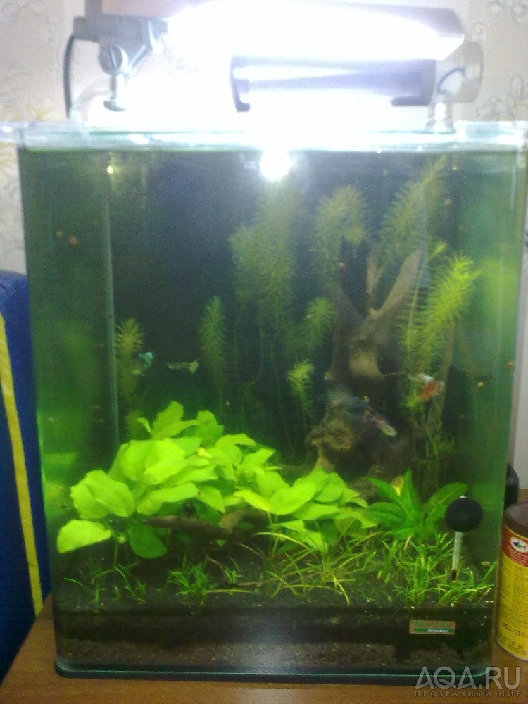 продаю NanoCub 30l