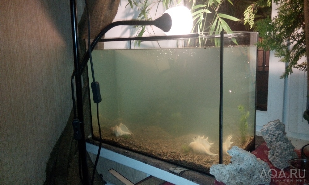 Мой первый аквариум