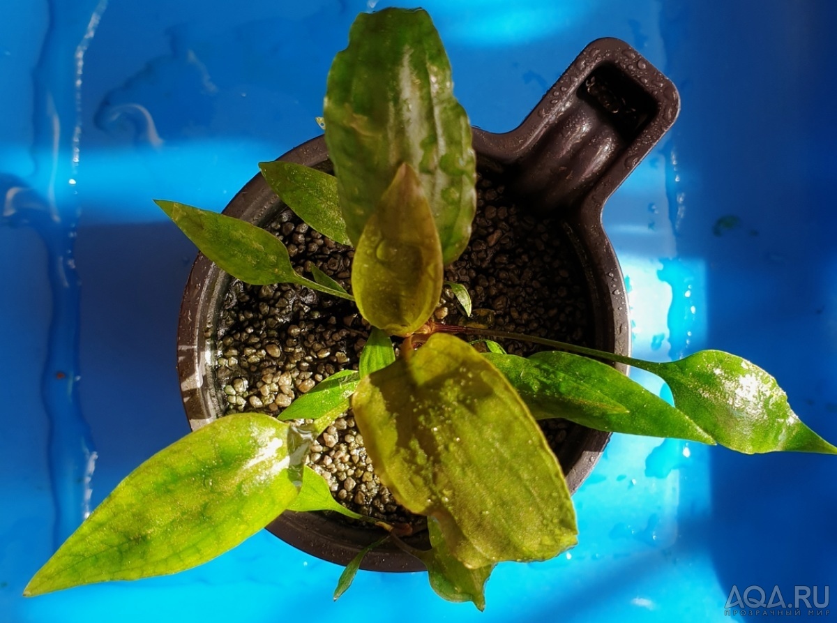 Cryptocoryne minima