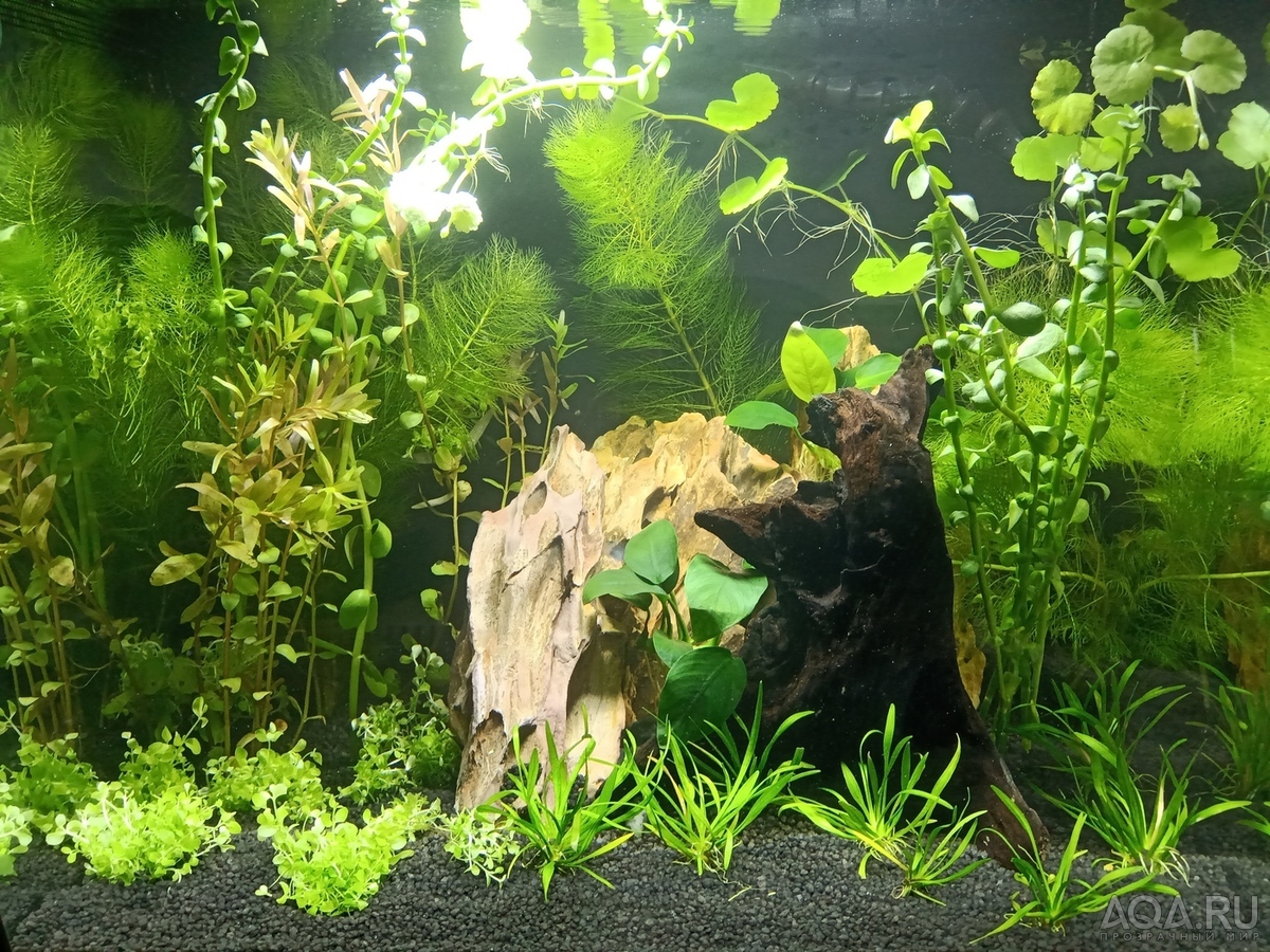 HAGEN FLUVAL Flex 34 ... возвращение к малым объемам