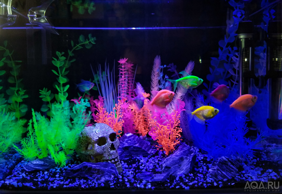 Glofish