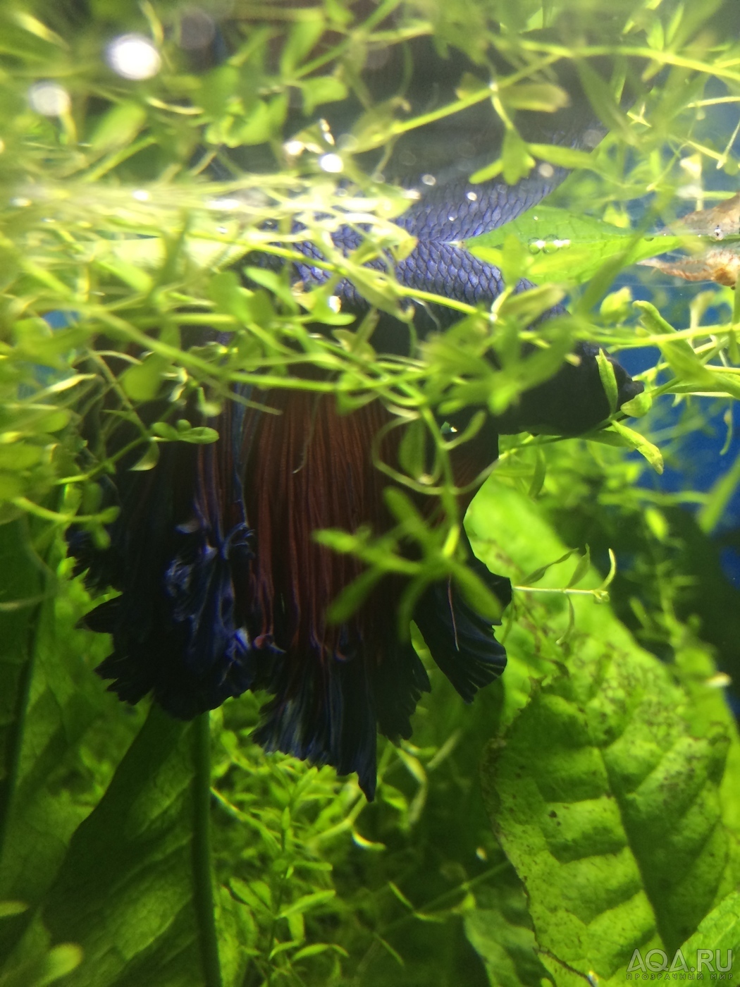 Фотографии наших Betta splendens