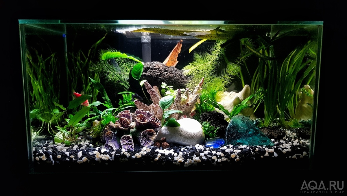 Разрыв шаблона - офисный Fluval Edge 2.0