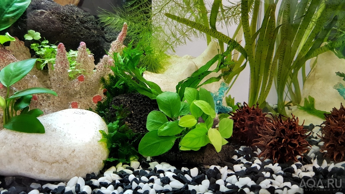 Разрыв шаблона - офисный Fluval Edge 2.0