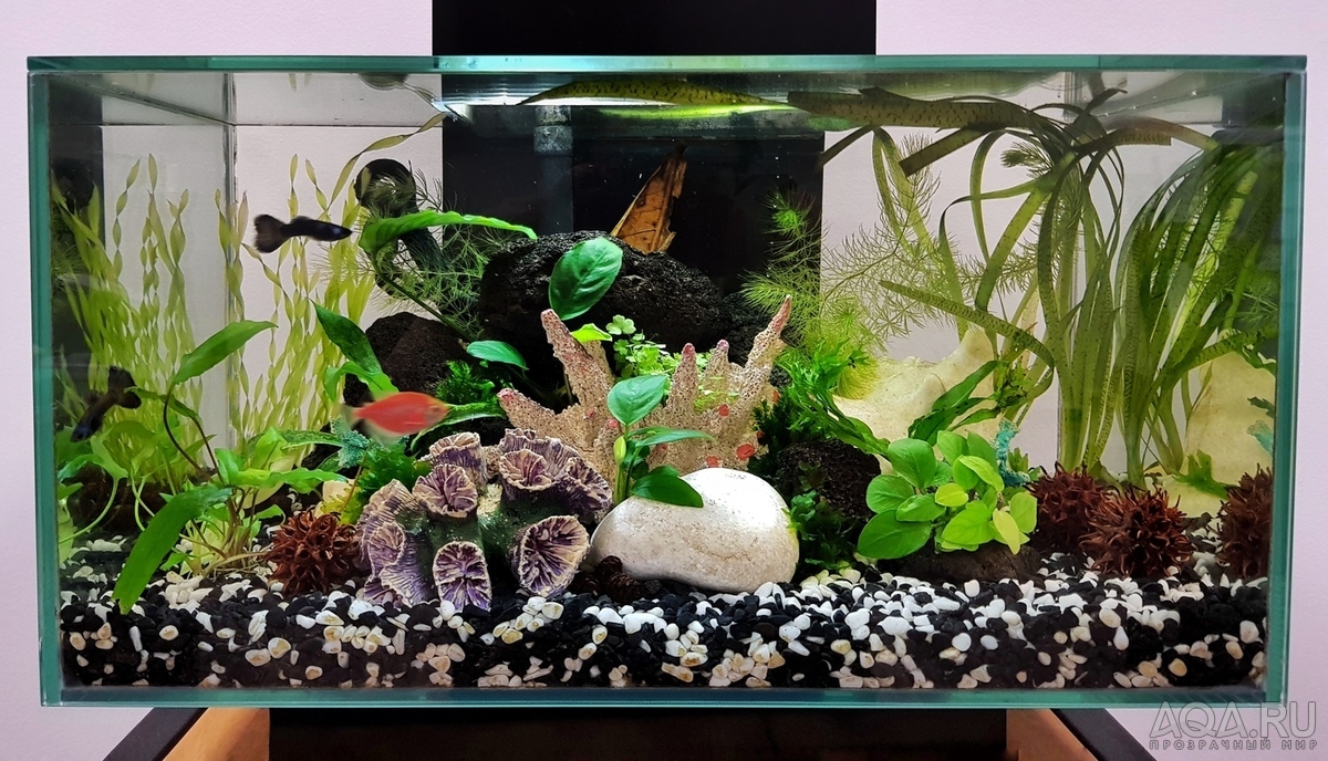 Разрыв шаблона - офисный Fluval Edge 2.0