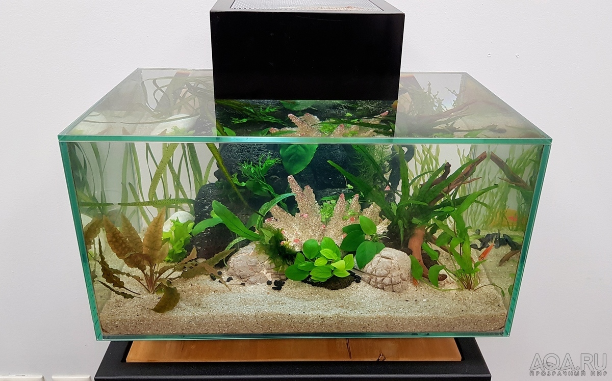 Разрыв шаблона - офисный Fluval Edge 2.0