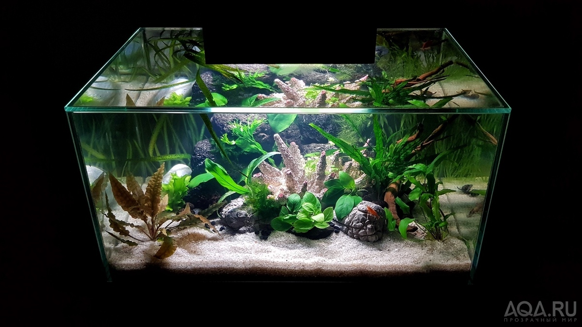 Разрыв шаблона - офисный Fluval Edge 2.0