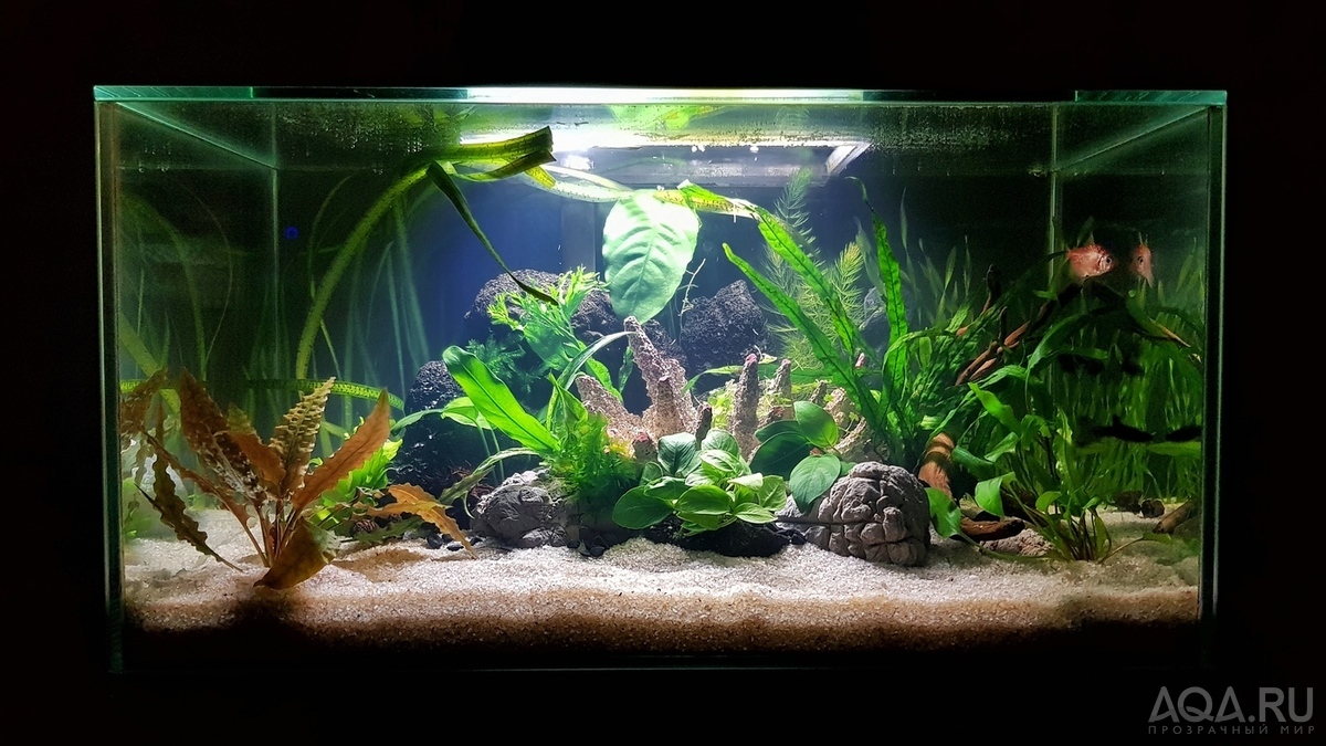 Разрыв шаблона - офисный Fluval Edge 2.0