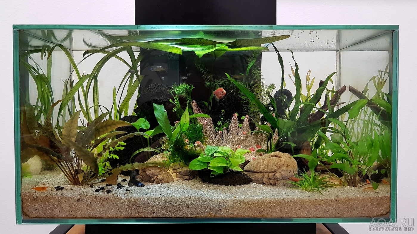 Разрыв шаблона - офисный Fluval Edge 2.0