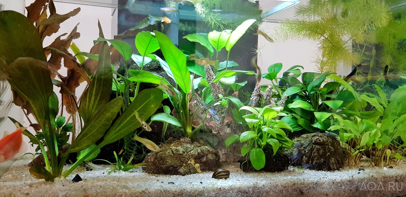 Разрыв шаблона - офисный Fluval Edge 2.0