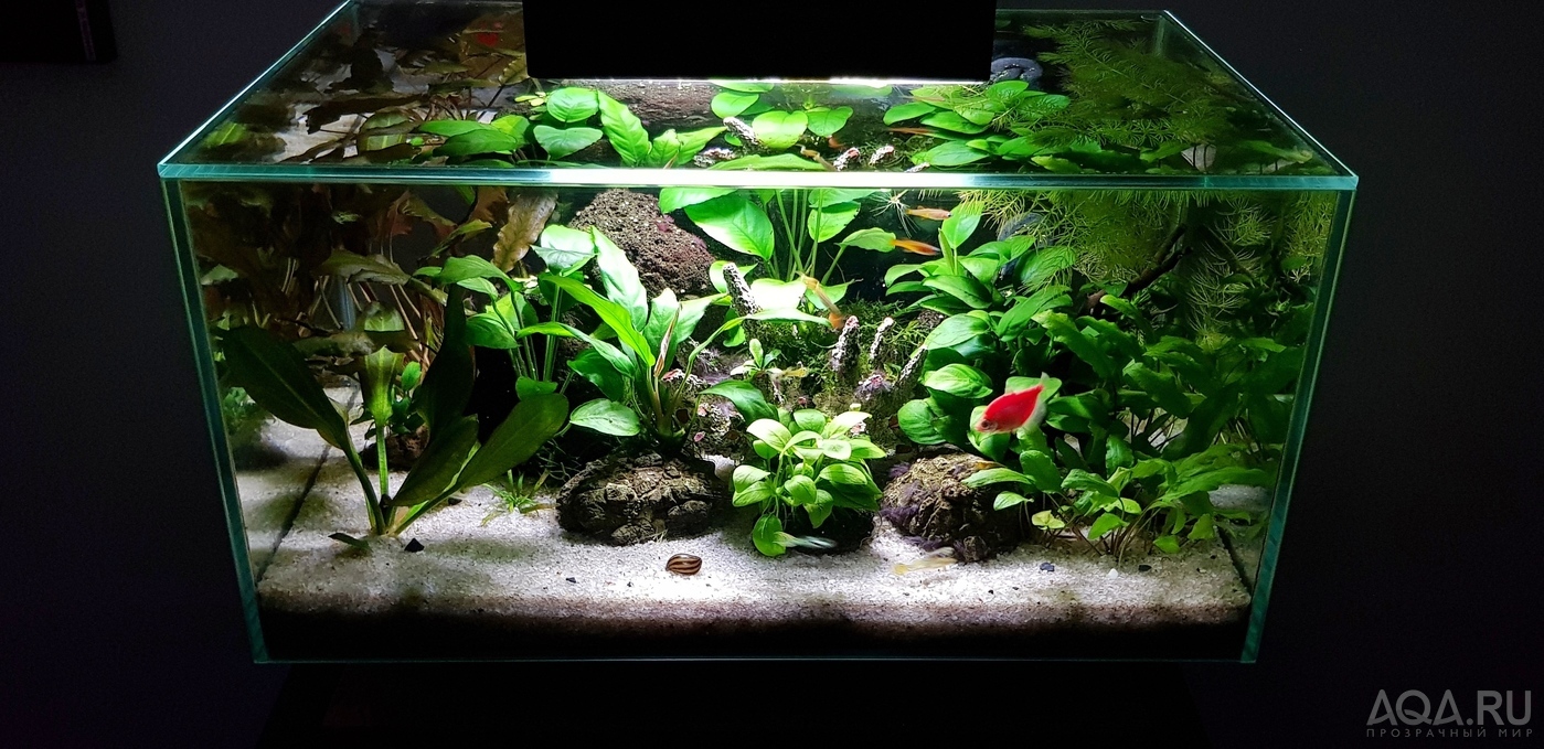 Разрыв шаблона - офисный Fluval Edge 2.0