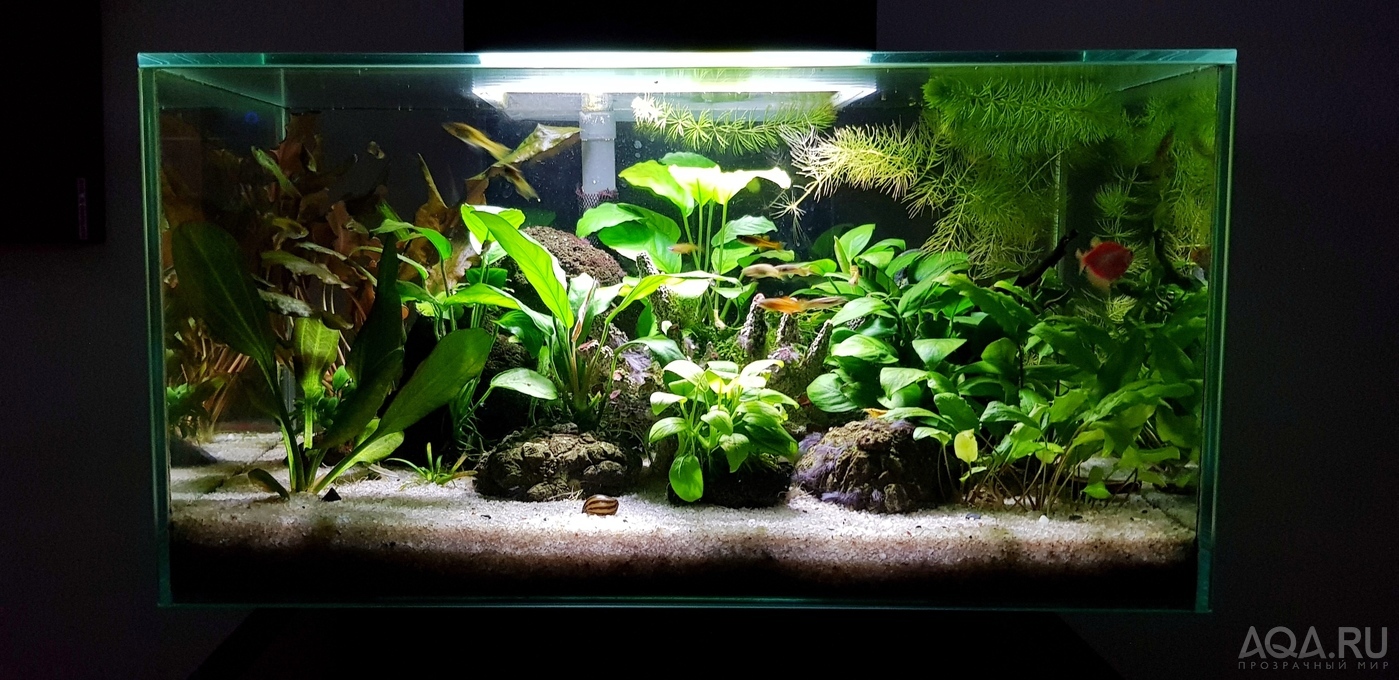 Разрыв шаблона - офисный Fluval Edge 2.0