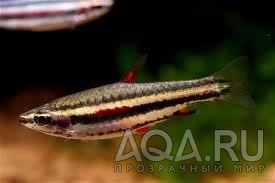 Nannostomus marginatus (обычный)