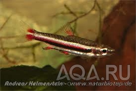 Nannostomus marginatus - picturatus