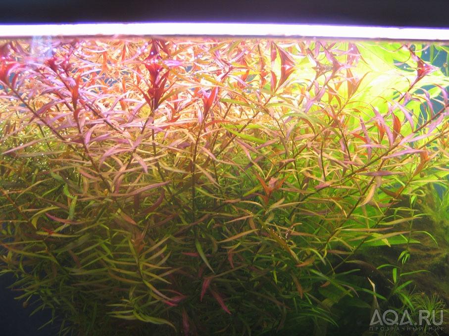 Ludwigia brevipes